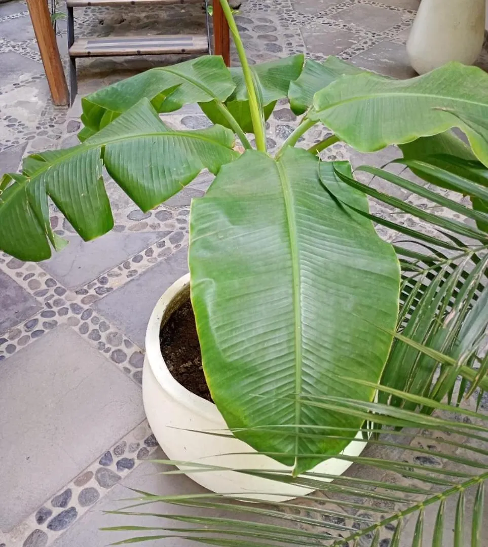 Casa Verde Hotel Santa Marta  Santa Marta (Magdalena)