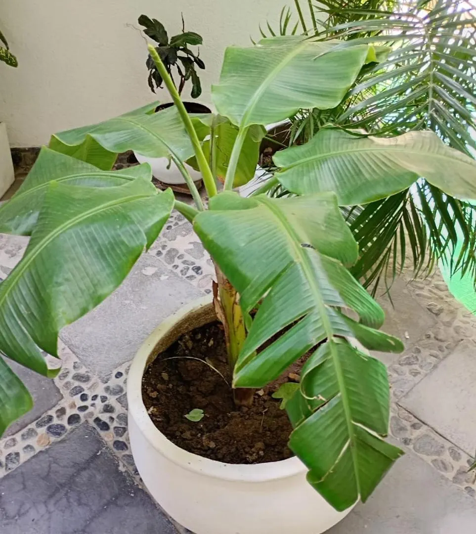 Casa Verde Hotel Santa Marta
